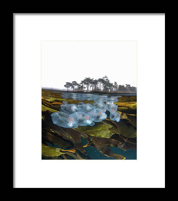 Salps Carmel California Coast Monterey Bay Point Lobos Framed Print featuring the photograph Two Worlds by Bruce Sudweeks by California Coastal Commission