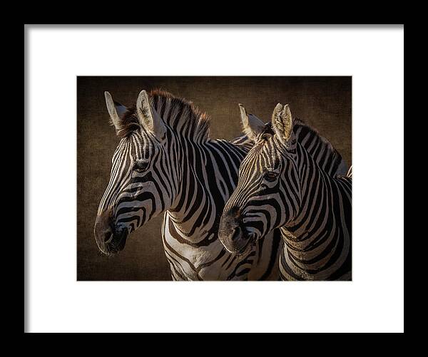 Two Zebras Framed Print featuring the digital art Two zebras by Marjolein Van Middelkoop