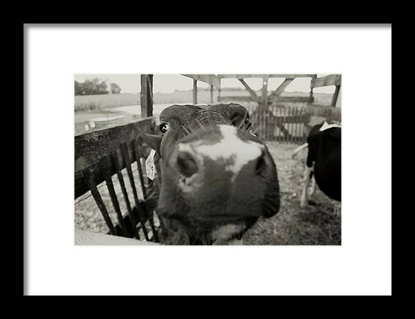 Carrie Ann Grippo-pike Framed Print featuring the photograph Udderly Too Cute by Carrie Ann Grippo-Pike