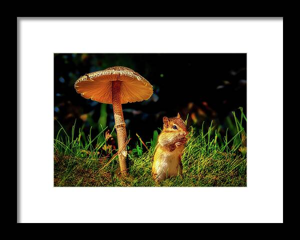 Mushroom Framed Print featuring the photograph Under The Mushroom by Bob Orsillo