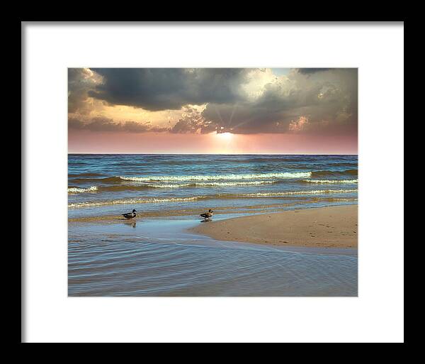 Riga Gulf Framed Print featuring the photograph Ducks Under The Pink Rays Of Sun Latvia by Aleksandrs Drozdovs
