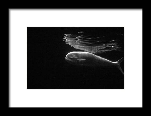 Black And White Framed Print featuring the photograph Under the Surface #1 by Gina Cinardo