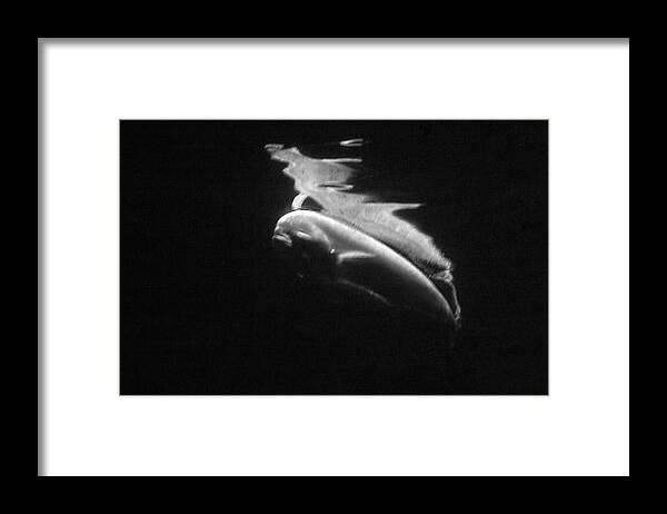 Black And White Framed Print featuring the photograph Under the Surface #4 by Gina Cinardo