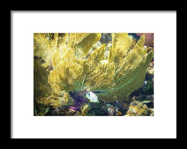 Ocean Framed Print featuring the photograph Undercover by Lynne Browne