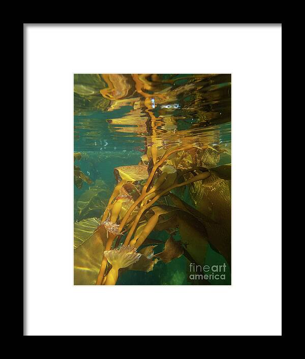 Alaska Framed Print featuring the photograph Underwater in the Giant Kelp Forest by Nancy Gleason