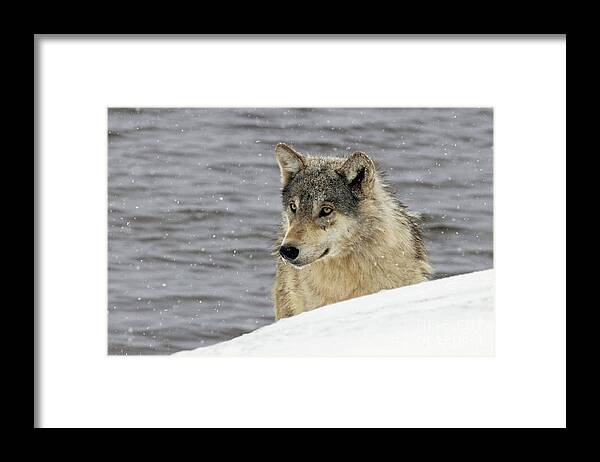 Wolf Framed Print featuring the photograph Untamed Beauty by Julie Argyle