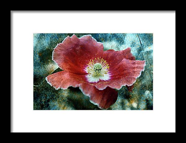 Flower Framed Print featuring the photograph Untitled_ox by Paul Vitko