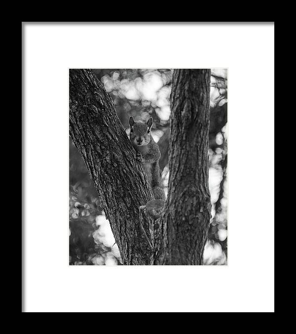 Tree Framed Print featuring the photograph Up a tree by Alan Goldberg