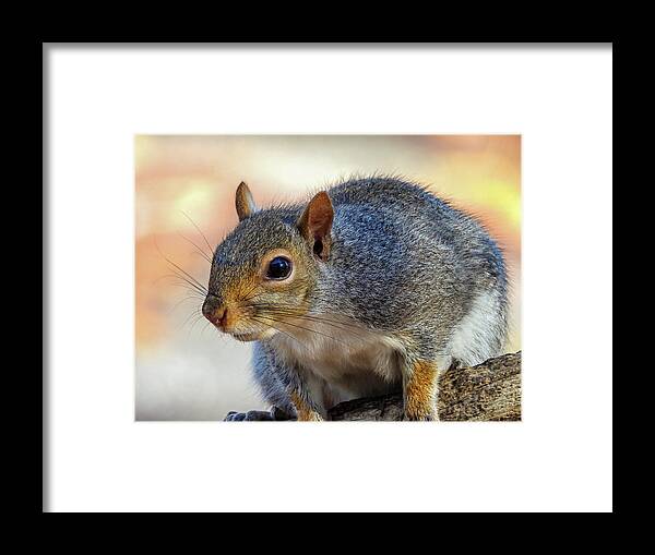 Squirrel Framed Print featuring the photograph Up Close by Cathy Kovarik