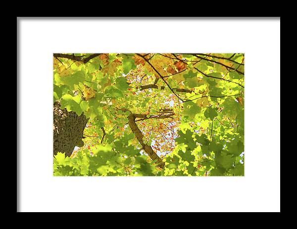 Fall Framed Print featuring the photograph Up in the Autumn Tree by Auden Johnson