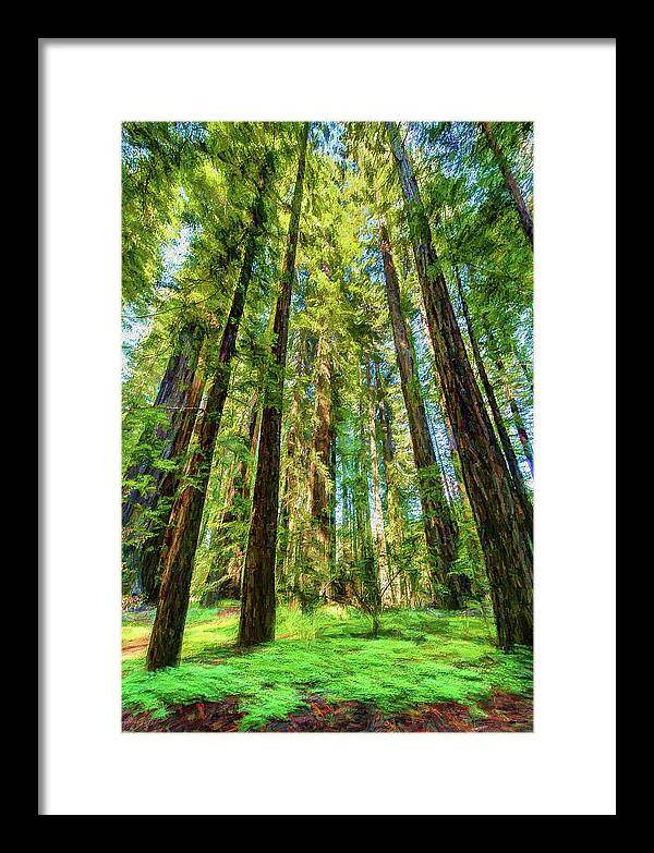 California Framed Print featuring the photograph Up Into the California Redwoods ap 120 by Dan Carmichael
