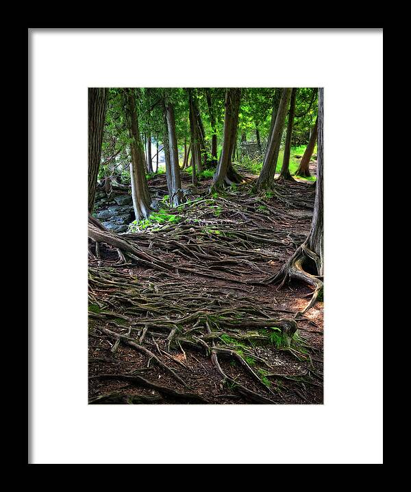 Trees Framed Print featuring the photograph Upon Shallow Ground - Blanket of tree roots like veins in the earth at Door County WI by Peter Herman