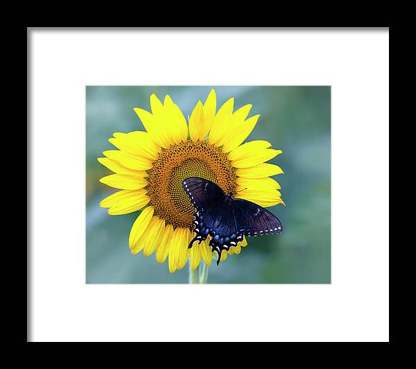 Insect Framed Print featuring the photograph Upon the Sun by Art Cole