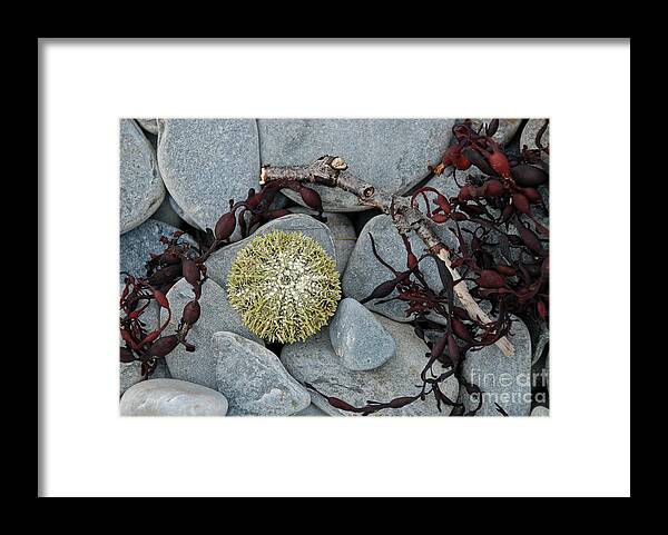 Animal Framed Print featuring the photograph Urchin and Kelp on Rocks by Nancy Gleason