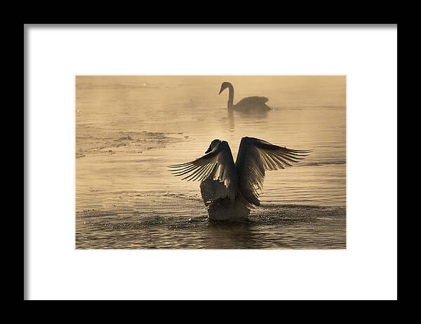 Trumpeter Framed Print featuring the photograph V is for Valentine by Penny Meyers