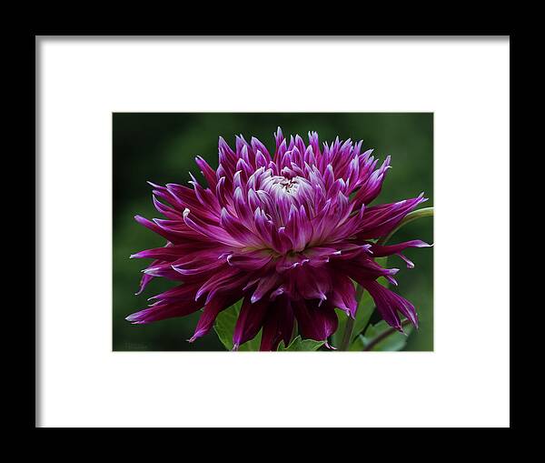 Dahlia Framed Print featuring the photograph Vancouver Dahlia by Pat Watson