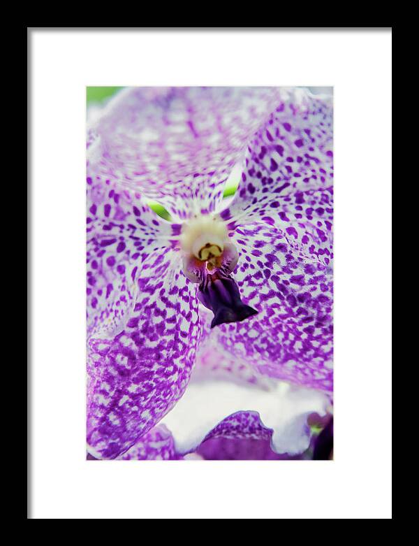 Singapore Framed Print featuring the photograph Vanda Orchid by Tanya Owens