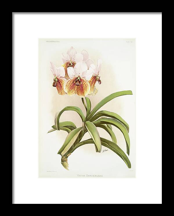 Reichenbachia Orchids Framed Print featuring the painting Vanda sanderiana Orchid by World Art Collective