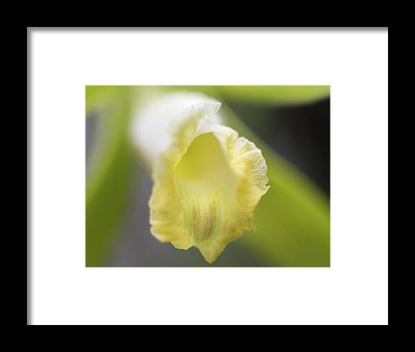 Fakahatchee Strand State Preserve Framed Print featuring the photograph Vanilla Orchid Closeup by Rudy Wilms