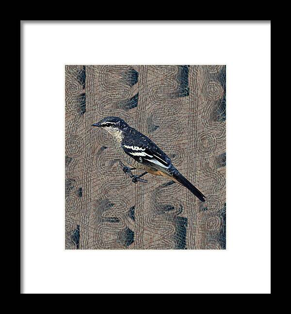 Portrait Framed Print featuring the drawing Varied Triller Bird Illustration by Joan Stratton