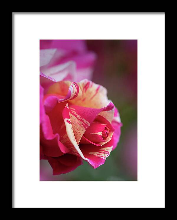 Macro Framed Print featuring the photograph Variegation by Laura Macky