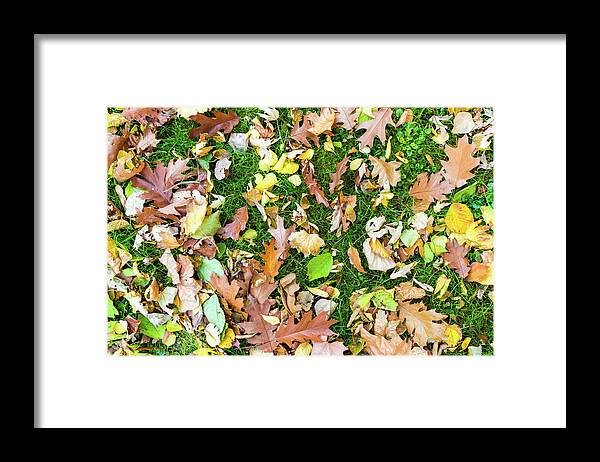 Autumn Framed Print featuring the photograph Various leaves fallen on grass in autumn fall by Viktor Wallon-Hars