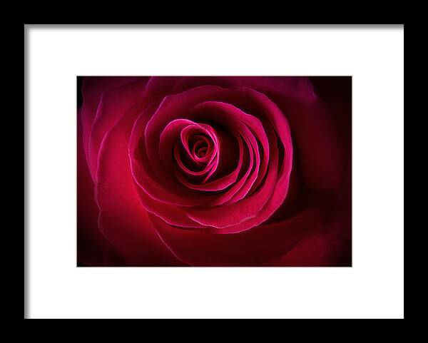 Rose Framed Print featuring the photograph Velour Scarlet Rose by Bill and Linda Tiepelman