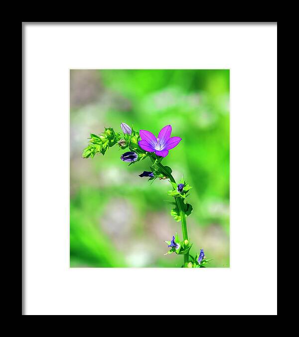 Bellflower Family Framed Print featuring the photograph Venus' Looking-glass DFL1157 by Gerry Gantt