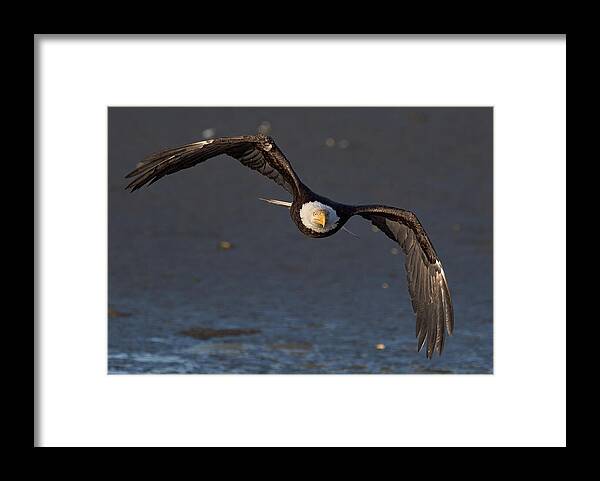 Bald Eagle Framed Print featuring the photograph Bless This Stress by Scott Warner