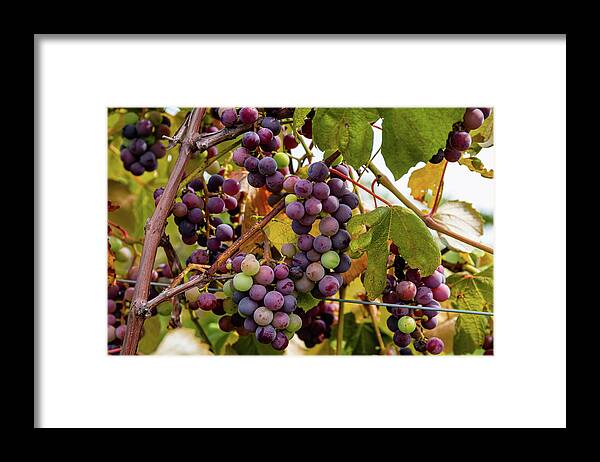 Finger Lakes Framed Print featuring the photograph Veraison in the Vineyards by Chad Dikun