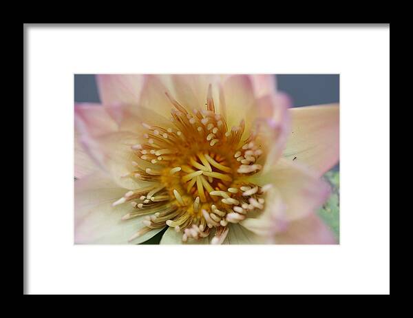 Water Lily Framed Print featuring the photograph Intricate and Vibrant by Mingming Jiang