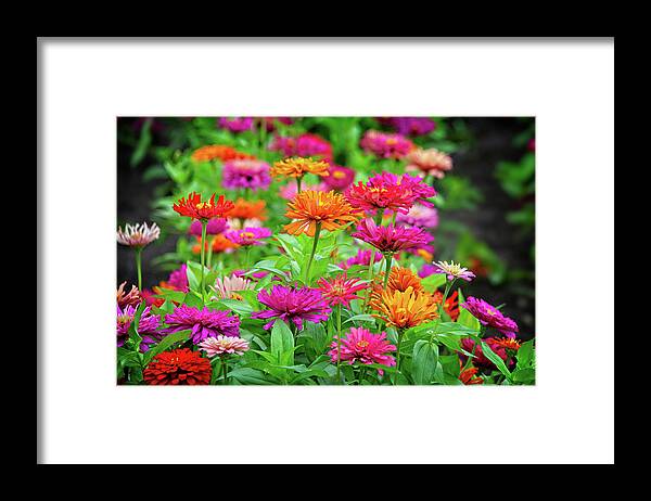 Texas Gardens Framed Print featuring the photograph Vibrant Beauty in the Garden by Lynn Bauer