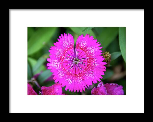 China Pink Framed Print featuring the photograph Vibrant Pink Dianthus by Debra Martz