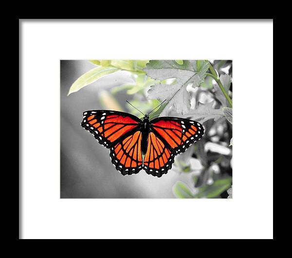 Viceroy Framed Print featuring the photograph Viceroy Butterfly by Christopher Reed