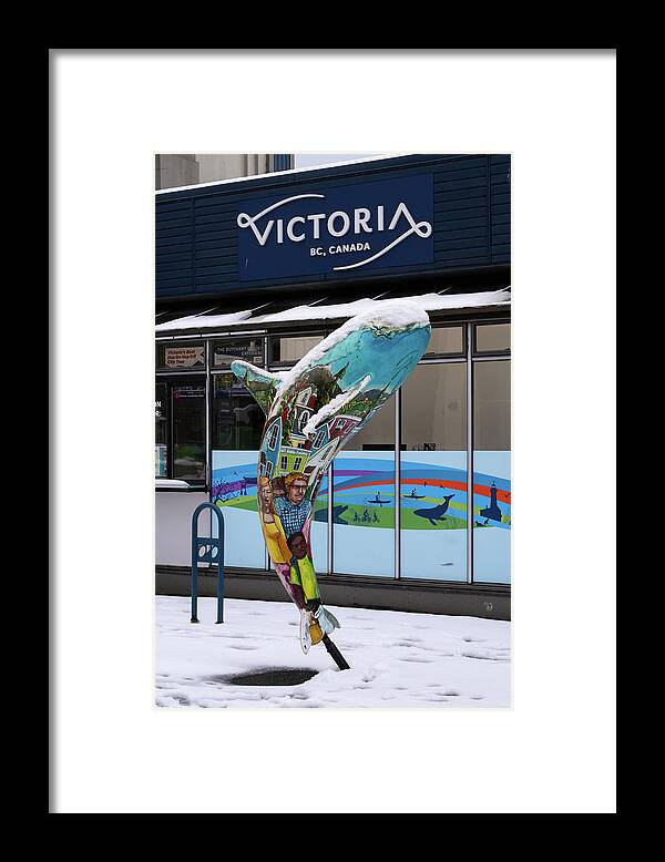 Whale Framed Print featuring the photograph Victoria Christmas Whale by Bill Cubitt