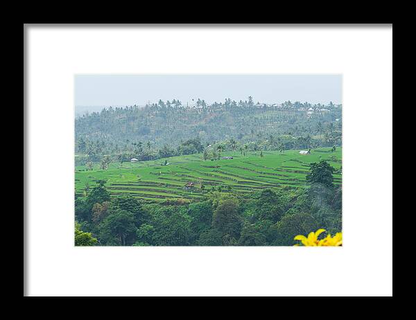 Tropical Tree Framed Print featuring the photograph View of paddy fields near Rinjani National Park in Lombok, Indonesia by Shaifulzamri