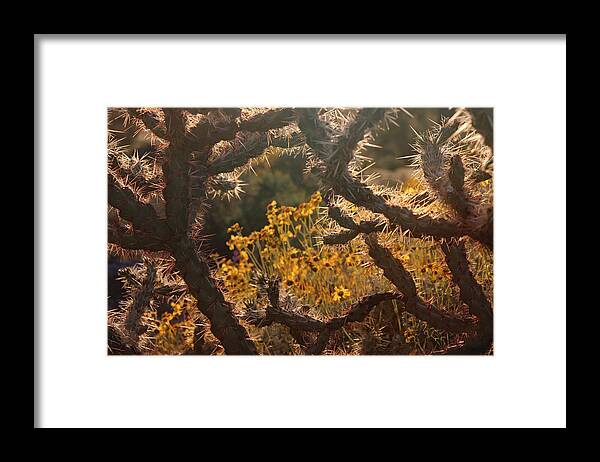 Hiking Framed Print featuring the photograph View Through Cactus by David T Wilkinson