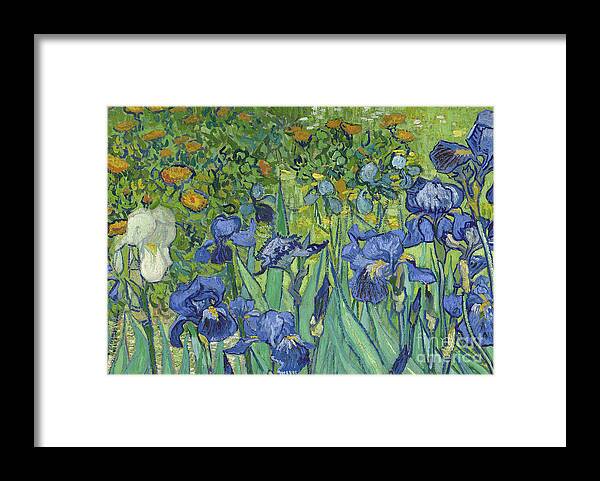 Irises Framed Print featuring the painting Vincent Van Gogh, Irises, 1889 by Vincent Van Gogh by Vincent Van Gogh