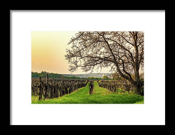 Dark Framed Print featuring the photograph Vineyard at sunset in early spring by Viktor Wallon-Hars