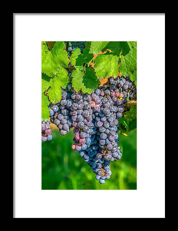 Grapes Framed Print featuring the photograph Vineyards 03 OP by Jim Dollar