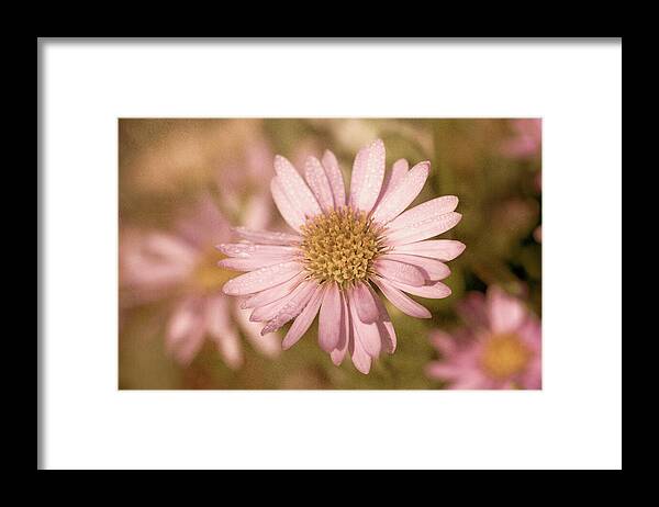 Daisy Framed Print featuring the photograph Vintage Aster Daisy by Tanya C Smith
