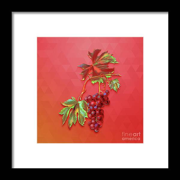 Botanicals Framed Print featuring the mixed media Vintage Brachetto Grape Botanical Art on Fiery Red n.2102 by Holy Rock Design