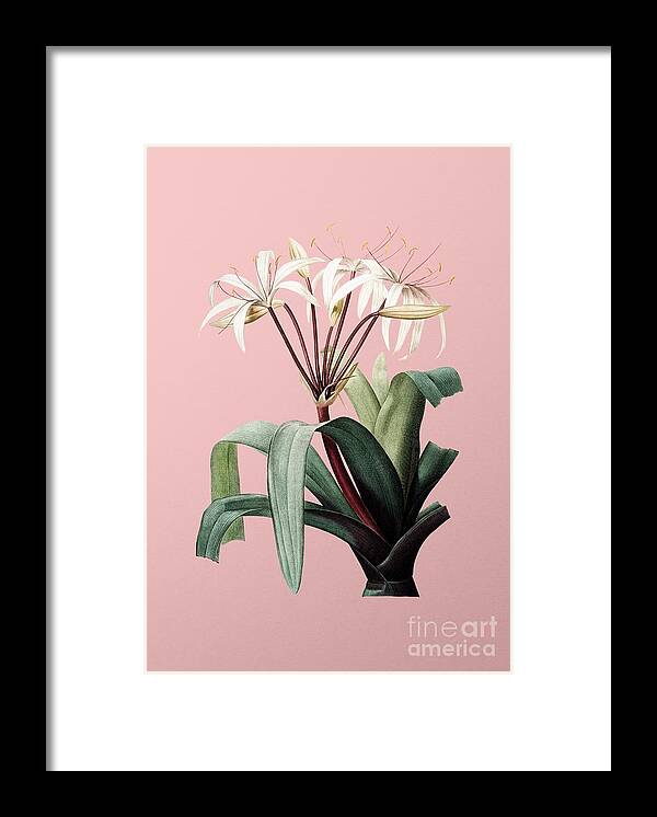 Holyrockarts Framed Print featuring the mixed media Vintage Crinum Erubescens Botanical Illustration on Pink by Holy Rock Design