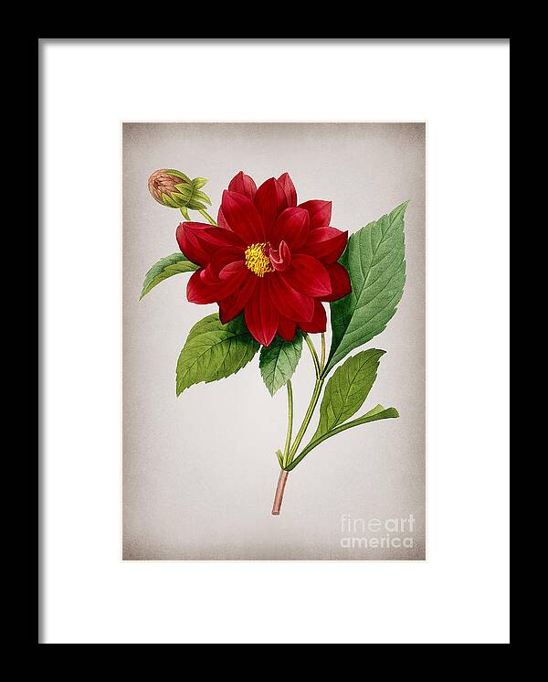 Vintage Framed Print featuring the mixed media Vintage Double Dahlias Botanical Illustration on Parchment by Holy Rock Design