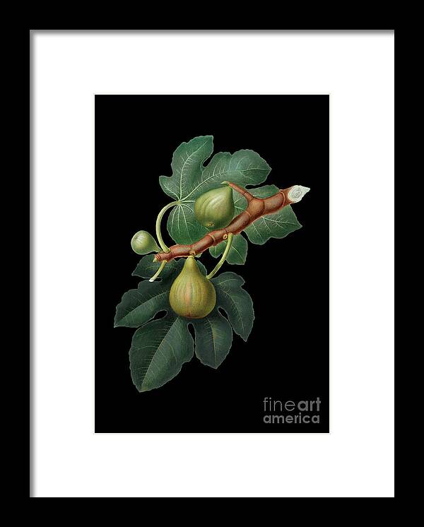 Vintage Framed Print featuring the mixed media Vintage Fig Botanical Art on Solid Black n.0295 by Holy Rock Design