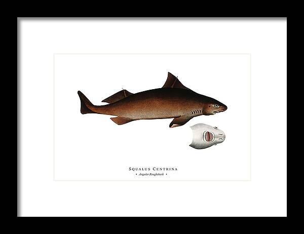 Illustration Framed Print featuring the digital art Vintage Fish Illustration - Angular Roughshark by Marcus E Bloch