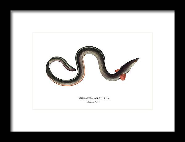 Illustration Framed Print featuring the digital art Vintage Fish Illustration - European Eel by Studio Grafiikka