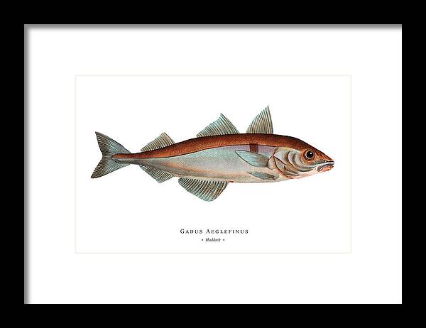 Illustration Framed Print featuring the digital art Vintage Fish Illustration - Haddock by Marcus E Bloch