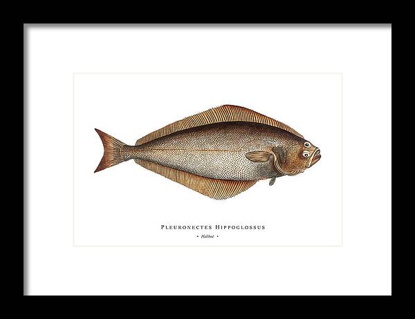 Illustration Framed Print featuring the digital art Vintage Fish Illustration - Halibut by Studio Grafiikka