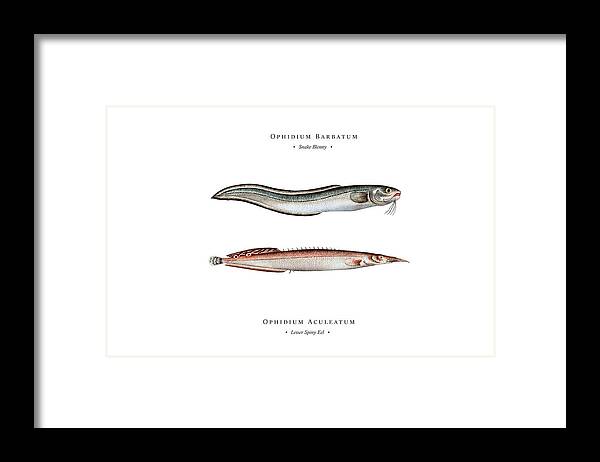 Illustration Framed Print featuring the digital art Vintage Fish Illustration - Snake Blenny, Lesser Spiny Eel by Studio Grafiikka